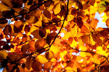 Autumn mapple leaves in the nature on trees