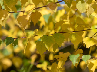Fototapeta na wymiar Feuillage d'automne jaune, rouge bronze et vert du peuplier tremble (Populus tremula)