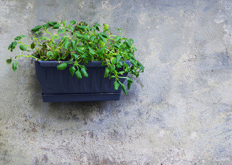 Pot with decorative flower against the wall