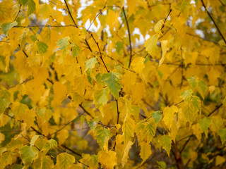 Feuillage d'automne jaune, rouge bronze et vert du peuplier tremble (Populus tremula) 