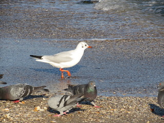 seagull