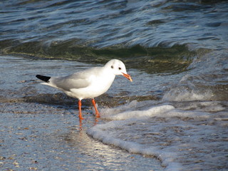seagull