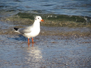 seagull