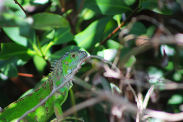 Iguana CU