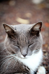 Katze, Stubentieger, Schmusekater 