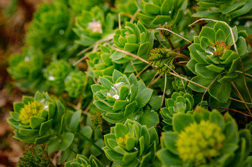 Succulents in tundra