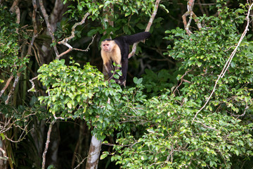 Cebus Capucinus Capucinus -  White-headed capuchin