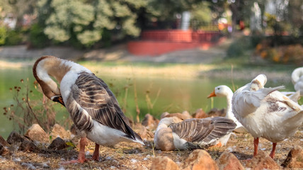 Domestic Chinese geese or goose