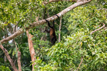 Alouatta palliata aequatorialis - Howler Monkey