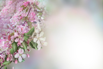 Beautiful floral spring border - blossoming apple tree with gentle pink petals on a blurred background with space for text, soft focus. Elegant natural backdrop for Easter or any springtime event