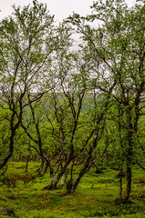 Birch forest in Finnish Lapland
