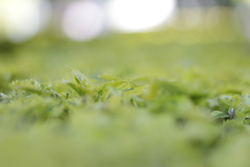 hoja