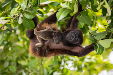 Alouatta palliata aequatorialis - Howler Monkey