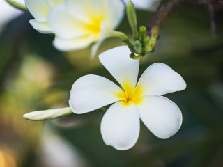 Obraz na płótnie Canvas White Plumeria flower on the Plumeria tree in blur backgrpund. Tropical Flower Concept.