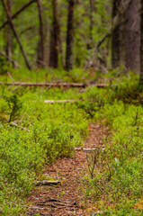 Trail in Lapland