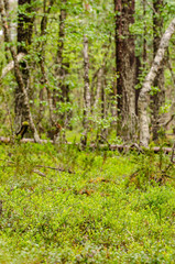 Forest in Lapland