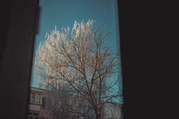Tree from window