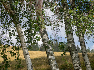Fototapeta premium Troncs alignés à l'écorce lisse, blanc crème, aux rameaux pendants de peupliers trembles (Populus tremula) 