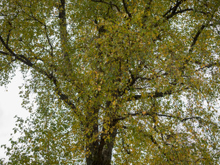 Fototapeta premium Fines feuilles découpées, jaune, bronze, du peuplier tremble en début d'automne (Populus tremula) 
