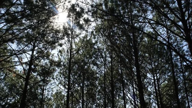 View up or bottom view of pine trees in forest in sunshine. Royalty high-quality free stock video footage looking up in pine forest tree to canopy. Lush green foliage, trees, sunlight upper view