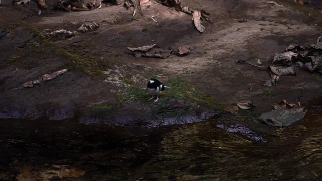 Little Forktail Bird (Enicurus scouleri) Sitting on Rock