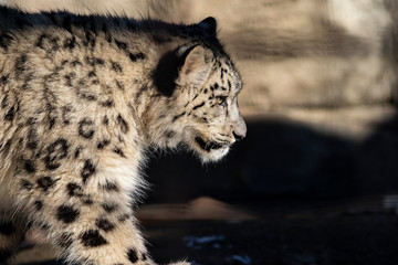 Snow Leopard - 238424708