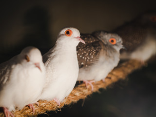 Closeup pigeons is sitting on the rope on blur background. Animal, Bird, Family Concept.
