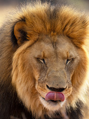 Fototapeta premium OLYMPUS DIGITAL CAMERA