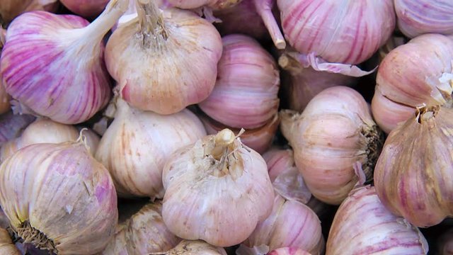 garlic harvest. many garlics. garlic close up