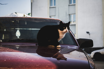 Cat one the car