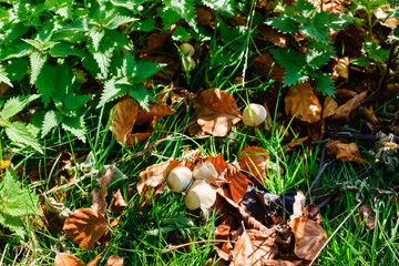 Mushrooms in grass Forest is rich in mushrooms. Mushrooms in nature Group of beautiful mushrooms in the moss on a log