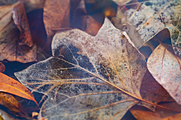 Old Leaves Under Water