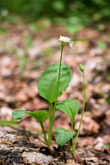 Flowering ramson, Allium ursinum. Blooming wild garlic plants in the woodland  in spring - selective focus, vertical orientation