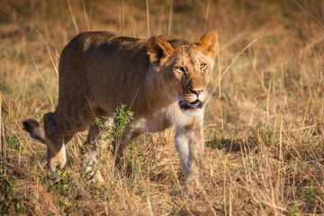 Lion