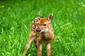 Deer Fawn