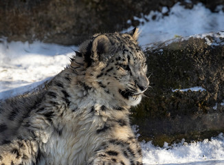 Snow Leopard Frustrated - 238425921