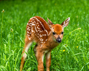 Deer Fawn
