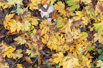 The last flowers bloomed in the forest in late autumn,texture.