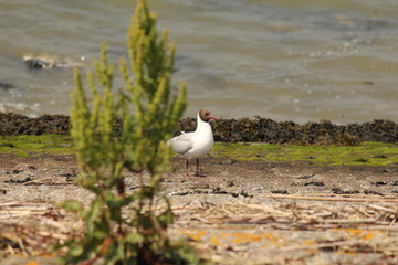 a seagull next to a green sorrel plant at sea in summer