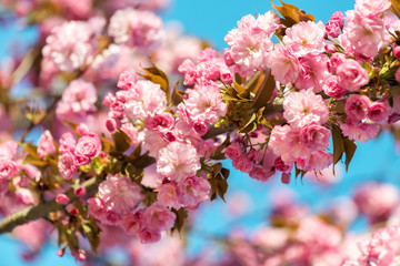 Beautiful cherry blossom , pink sakura flower on nature background - selective focus