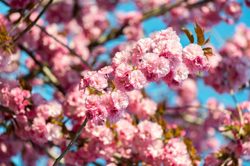 Beautiful cherry blossom , pink sakura flower on nature background - selective focus
