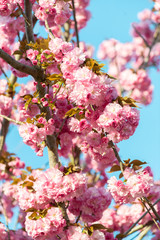 Beautiful cherry blossom , pink sakura flower on nature background - selective focus, vertical orientation