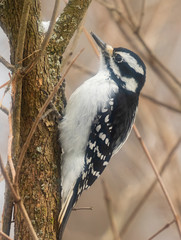 Female Downy Woodpecker - 238426911