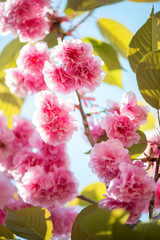 Beautiful cherry blossom , pink sakura flower on nature background - selective focus, vertical orientation