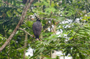 Bird in Amazonia