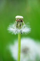 Beautiful white dandelion with seeds on green background - selective focus, space for text, vertical orientation