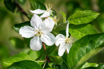 Spring blossom: branch of a blossoming apple tree on garden background - selective focus, space for text