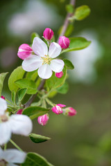 Fototapeta na wymiar Spring blossom: branch of a blossoming apple tree on garden background - selective focus, space for text