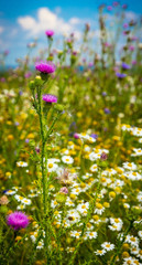 Blooming thistle on chamomile field