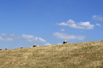 white sheep are grazing at the sea dyke in summer with a blue sky with white clouds